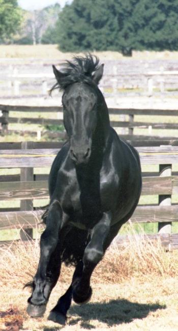 horse.jpg